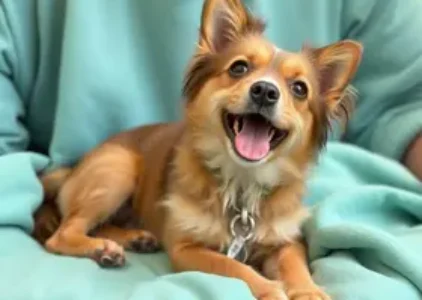 Últimas noticias do Brooklin